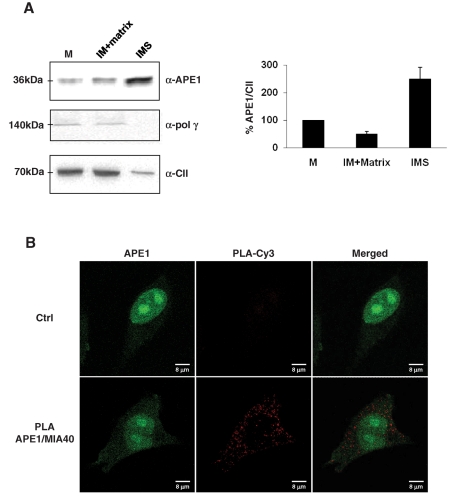 FIGURE 6: