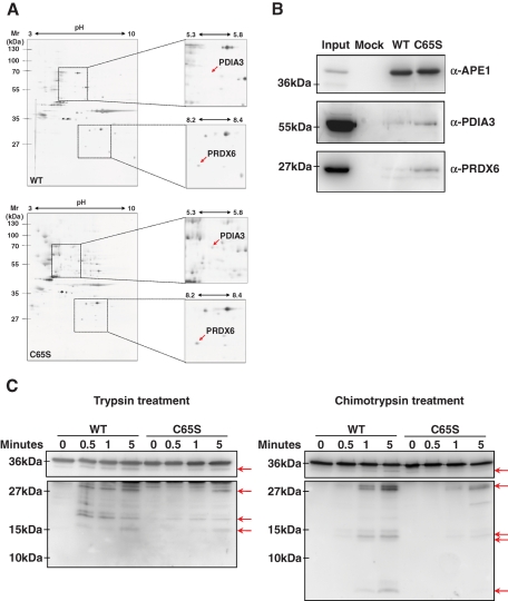 FIGURE 4: