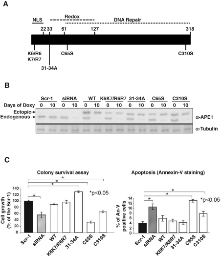 FIGURE 1: