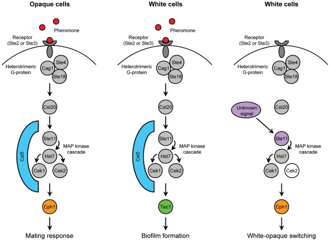 Figure 11