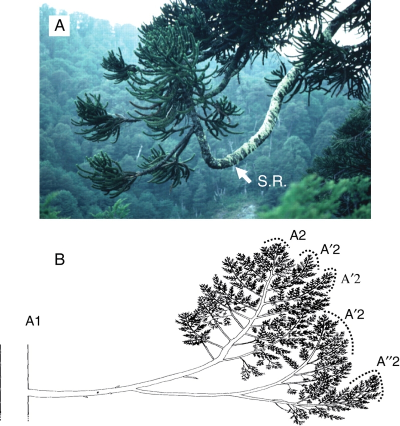 Fig. 24.