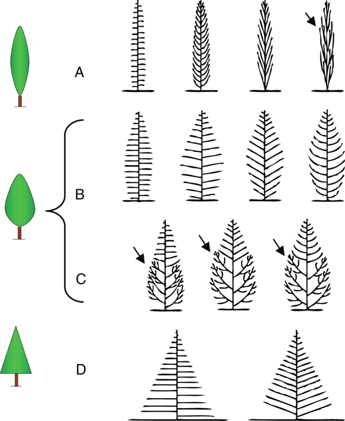 Fig. 21.