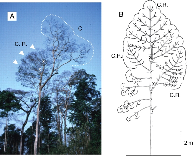 Fig. 25.