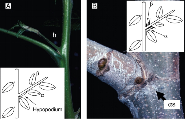 Fig. 9.