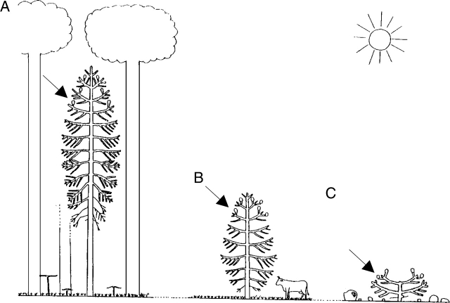 Fig. 20.