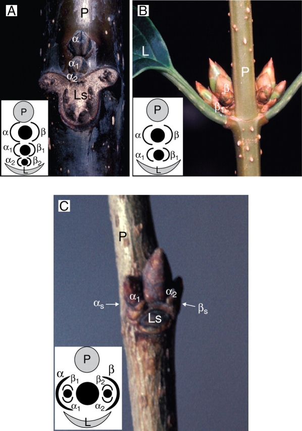 Fig. 8.