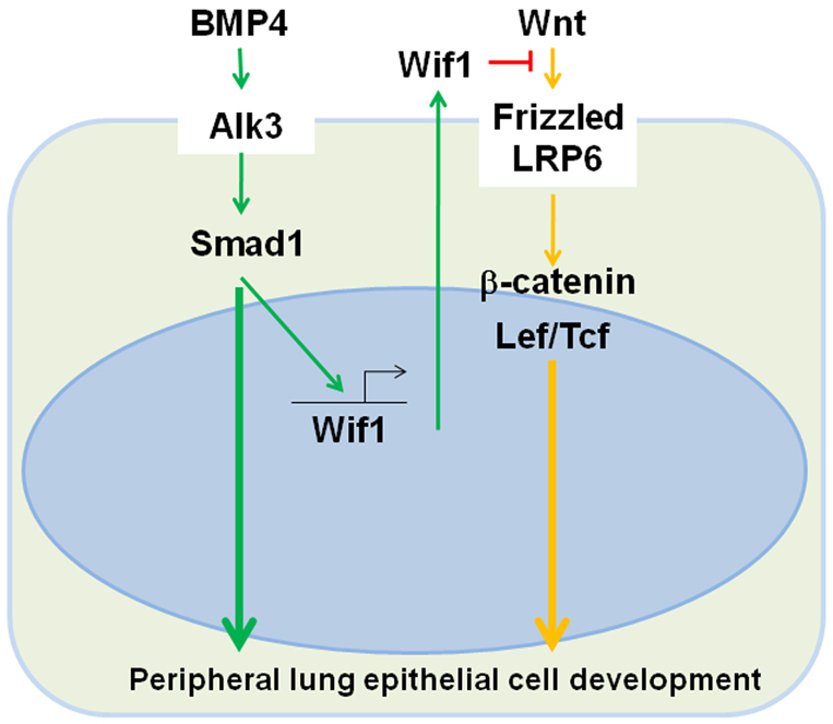 Fig. 9.