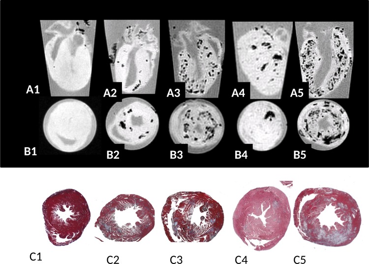 Fig 1