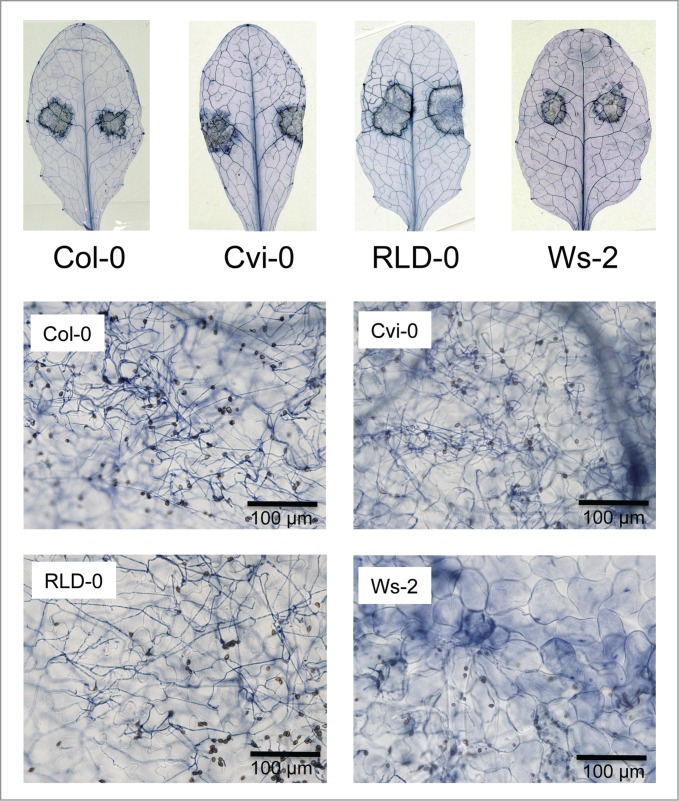 Figure 3.