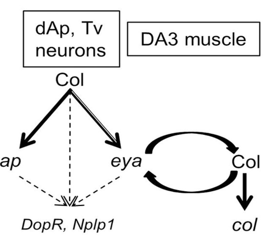 Fig 6