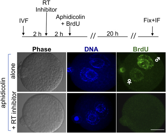 Figure 2: