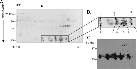 FIG. 5.