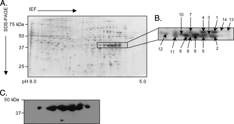 FIG. 4.