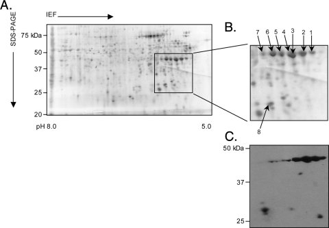 FIG. 2.