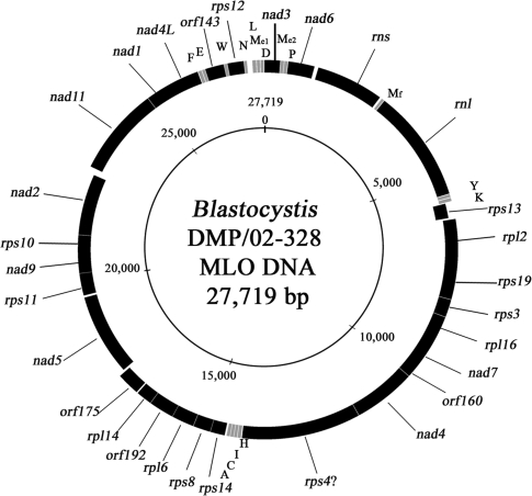 FIG. 1.—