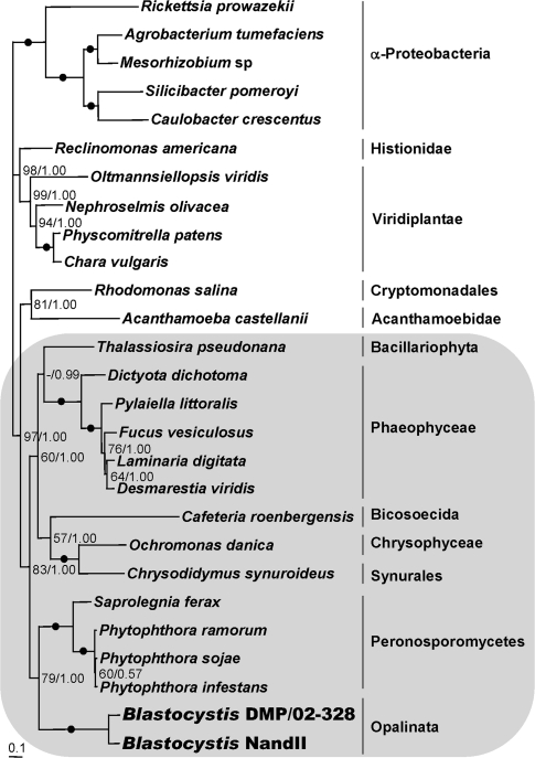 FIG. 2.—