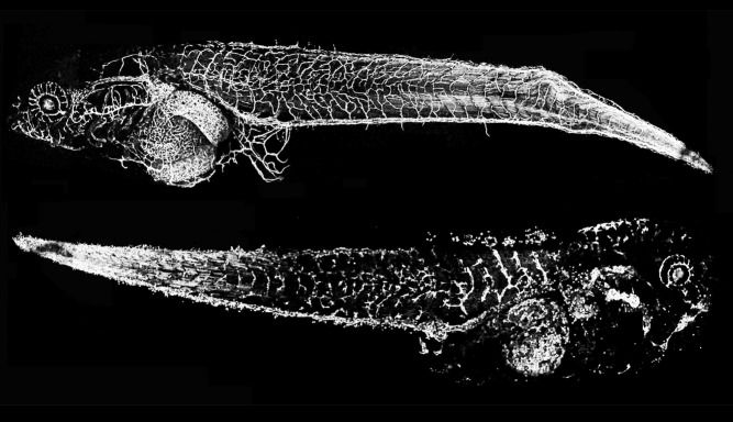 Assaying blood vessels fluorescing in transgenic frogs, thiabendazole, a common antifungal medication, disrupts vessels in the bottom tadpole compared to control treatments to the top tadpole.