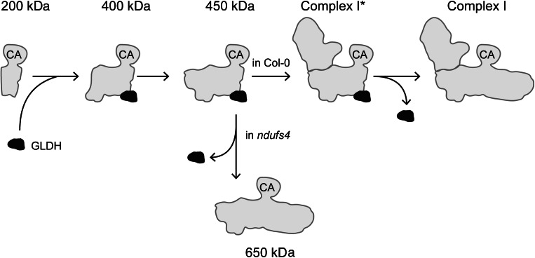 Fig. 5