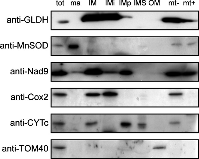 Fig. 1