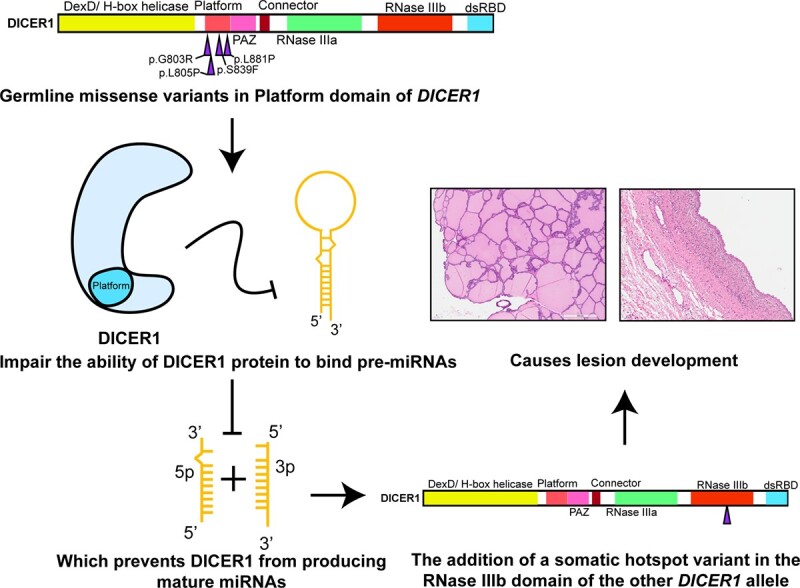 Graphical Abstract