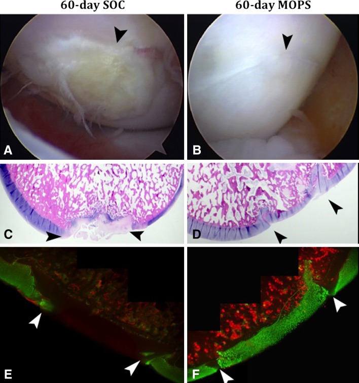 Fig. 4A–F