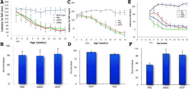 Cell transplantation at different time point in R6/2 transgenic mice. 