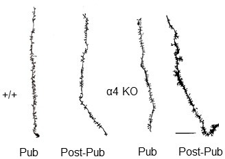 Figure 1—figure supplement 1.