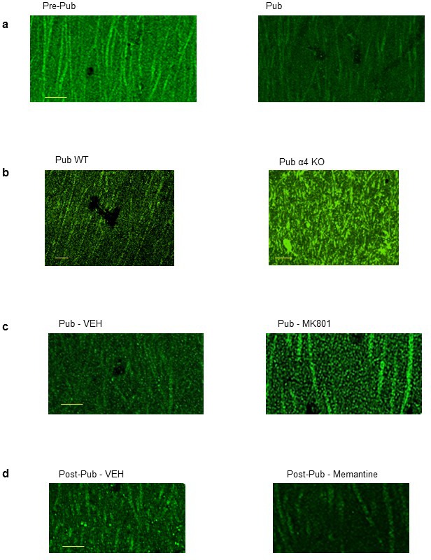 Figure 4—figure supplement 1.