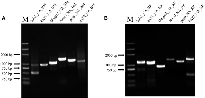 Fig. 2.—