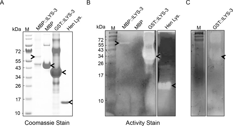 Fig 9