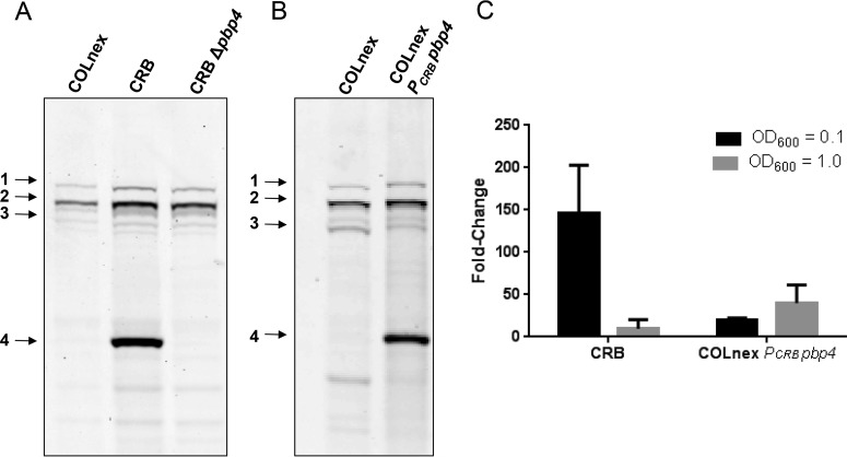 FIG 1