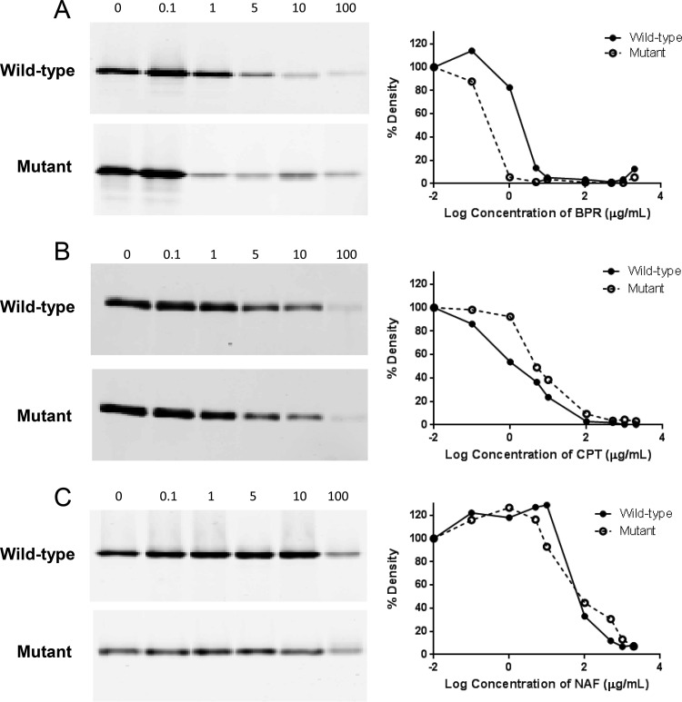 FIG 2