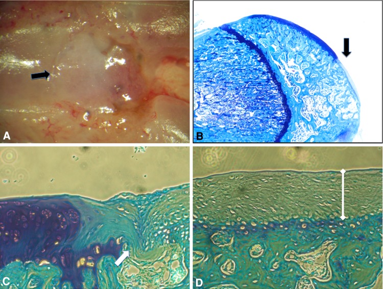 Fig. 8A–D