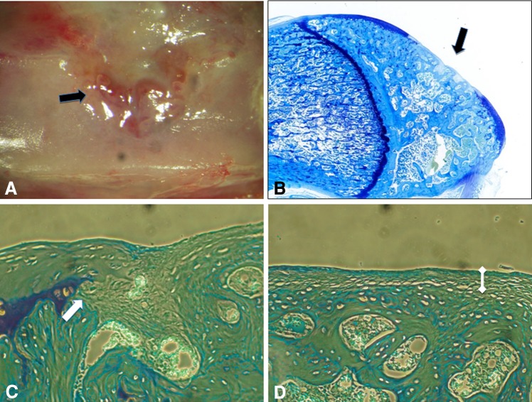 Fig. 6A–D