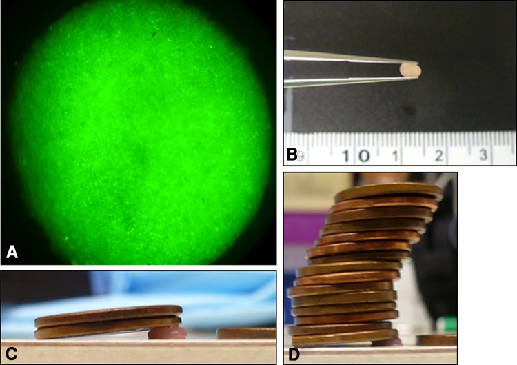 Fig. 2A–D