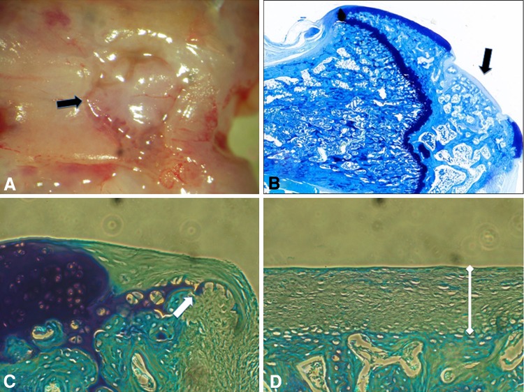 Fig. 7A–D