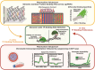 Graphical Abstract