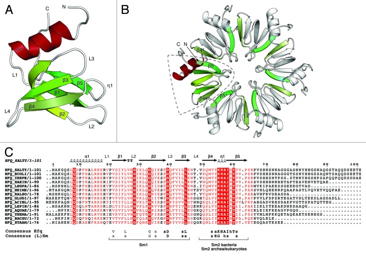 graphic file with name rna-10-610-g1.jpg