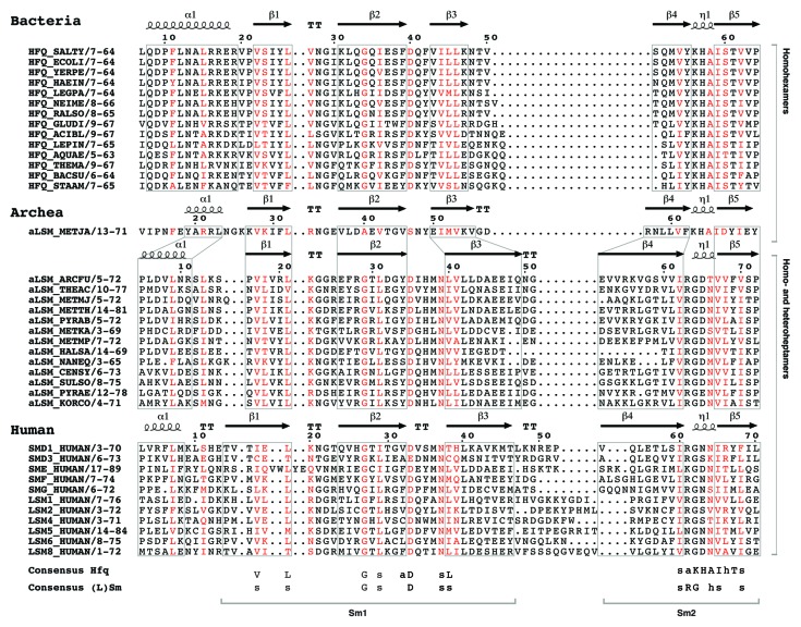 graphic file with name rna-10-610-g2.jpg