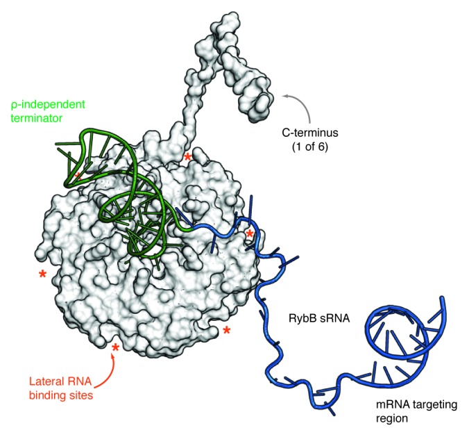 graphic file with name rna-10-610-g3.jpg