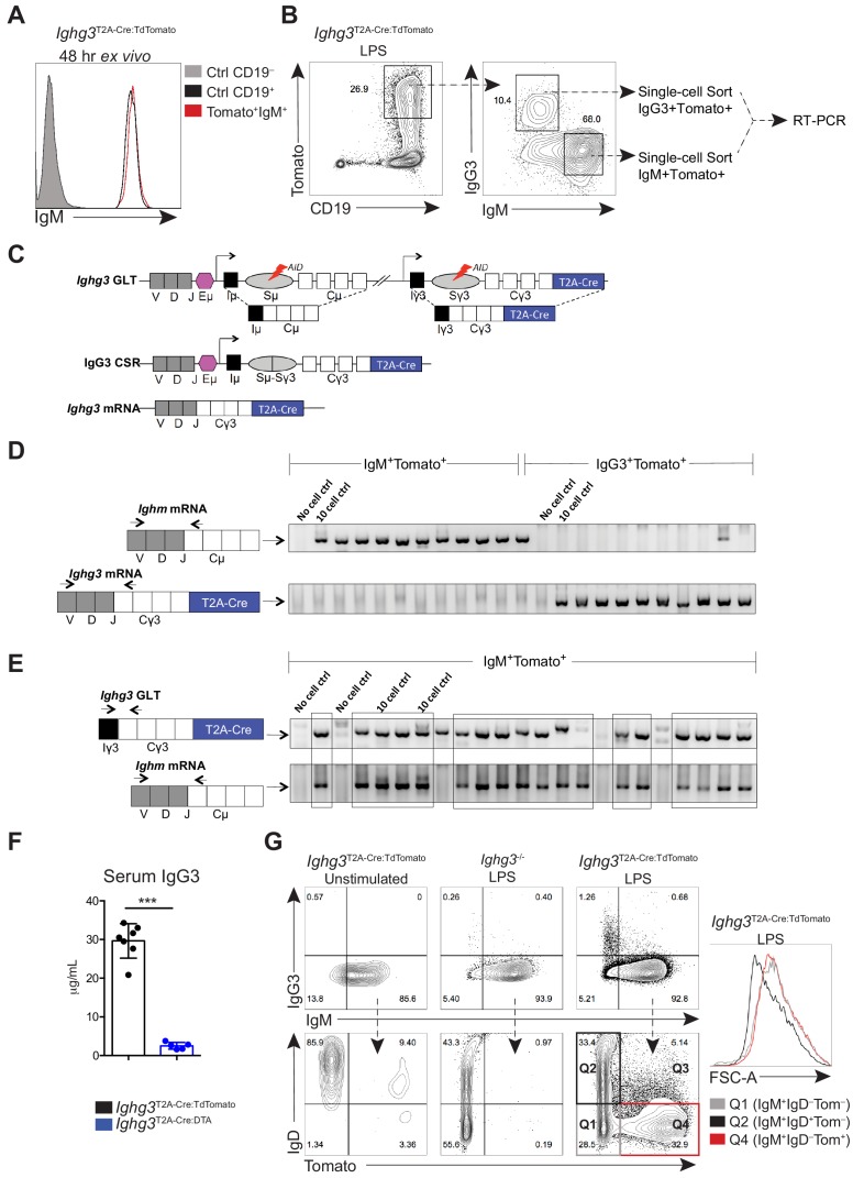 Figure 1—figure supplement 2.﻿