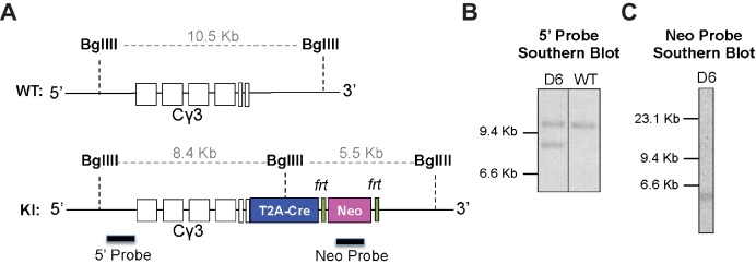 Figure 1—figure supplement 1.