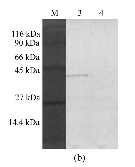 Fig.1