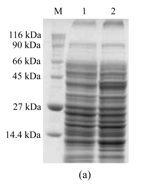 Fig.1