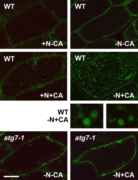 Figure 10.