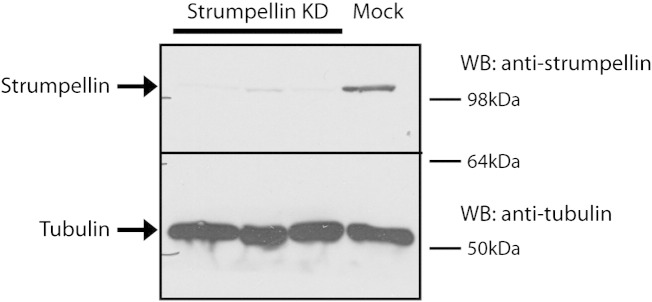 Supplementary Fig. 5