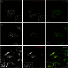 Supplementary Fig. 2