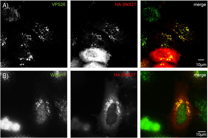 Supplementary Fig. 4