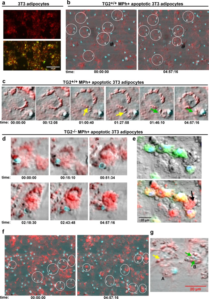 Fig. 3