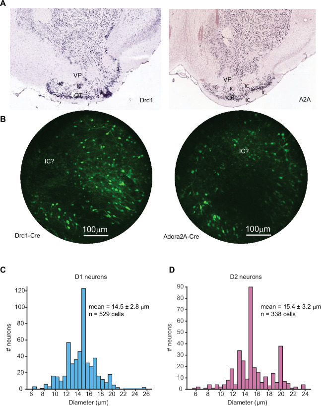 Figure 1—figure supplement 4.